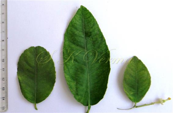  Leaves